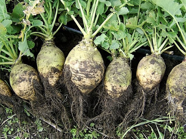 Delicious turnip
