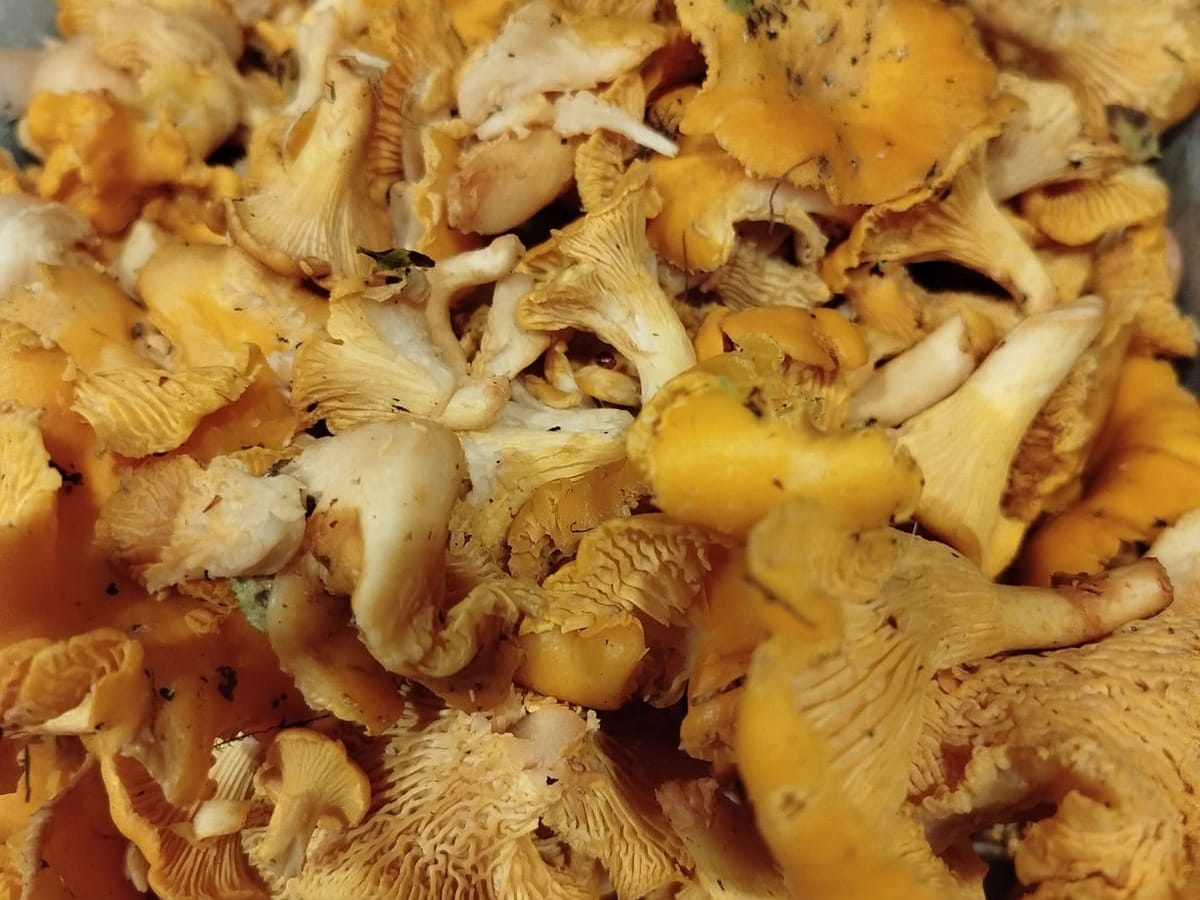10kg mushrooms