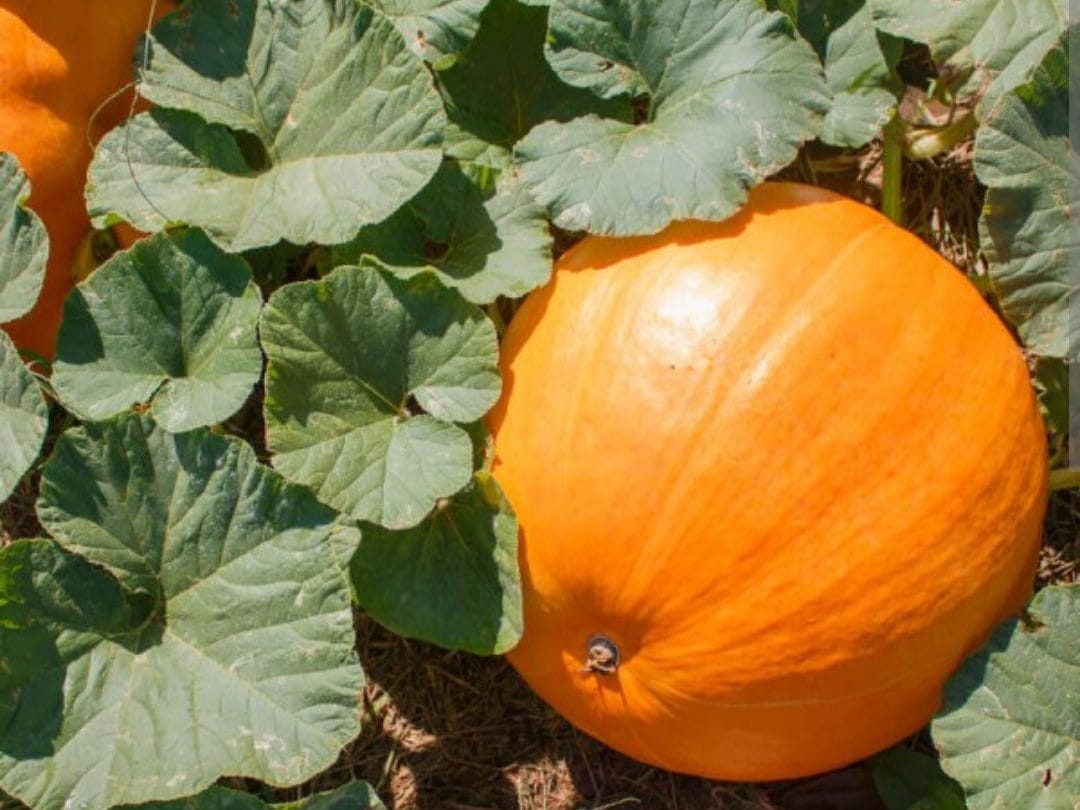 Pumpkin