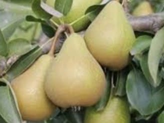 Fresh pears