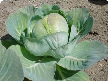 Fresh cabbage